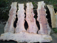 The resulting boards from the "Burr Oak". Notice the beautiful markings visible. These are Burrs and discolouration caused by fungal attack.
